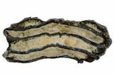 Mammoth Molar Slice With Case - South Carolina #106531-1